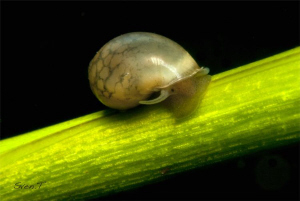 A tiny snail called physa spec. by Sven Tramaux 